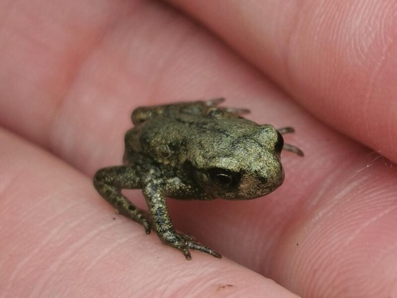 Flag Fen Archaeology Park Home Education Sessions