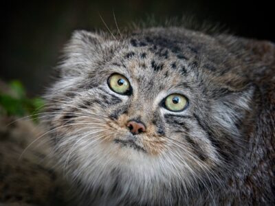 The Big Cat Sanctuary - Home Ed Days